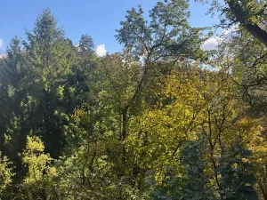 Prodej lesa, Strážiště, 2266 m2