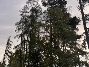 Prodej lesa, Keblov, 3400 m2