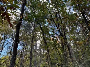 Prodej lesa, Ročov, 4272 m2