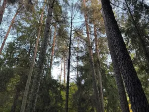 Prodej lesa, Velká Polom, 3922 m2