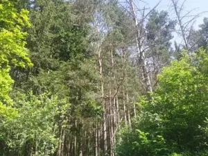 Prodej lesa, Kněždub, 671 m2