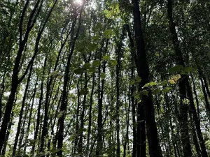 Prodej podílu lesa, Pardubice, 9649 m2