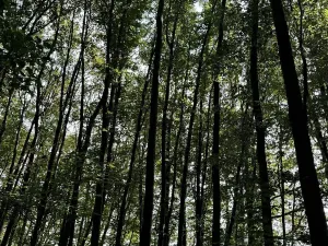 Prodej podílu lesa, Pardubice, 9649 m2