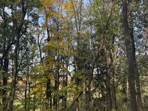 Prodej lesa, Jeníkovice, 12606 m2