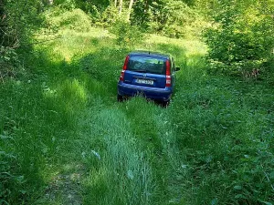 Prodej lesa, Diváky, 6415 m2