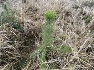 Prodej lesa, Kostelní Lhota, 9438 m2
