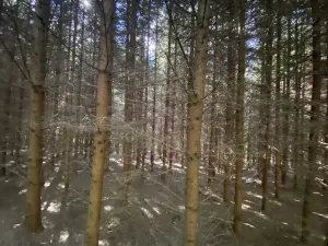 Prodej lesa, Lánov - Horní Lánov, 11269 m2