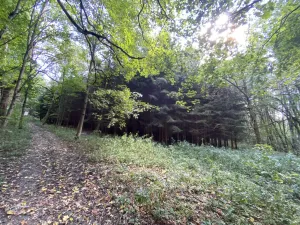 Prodej lesa, Lánov - Horní Lánov, 11269 m2