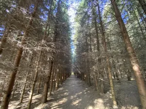 Prodej lesa, Lánov - Horní Lánov, 11269 m2