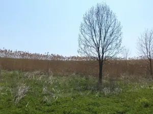 Dražba louky, Chotěbuz, 6967 m2