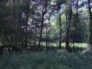 Prodej lesa, Kuřimská Nová Ves, 59760 m2