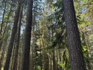 Prodej lesa, Ločenice, 11790 m2