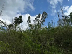 Prodej pozemku, Boršov nad Vltavou, 7673 m2