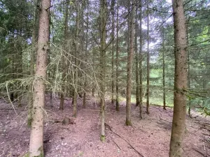 Dražba lesa, Blížejov, 6627 m2