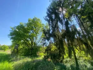 Dražba lesa, Kropáčova Vrutice, 15167 m2