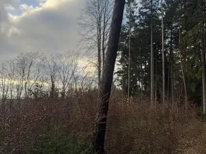 Prodej lesa, Petrovice II, 11117 m2