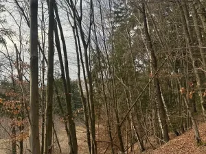 Prodej lesa, Petrovice II, 11117 m2