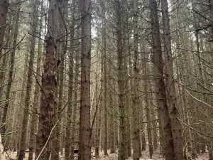 Prodej lesa, Dvory nad Lužnicí, 3483 m2