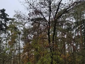 Prodej lesa, Budyně nad Ohří, 3763 m2