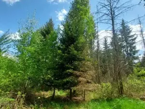 Prodej podílu lesa, Dolní Cerekev, 11817 m2