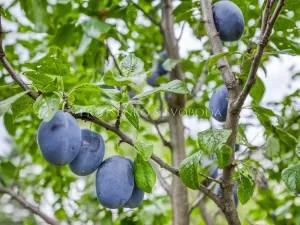 Prodej vily, České Budějovice, Lidická tř., 652 m2