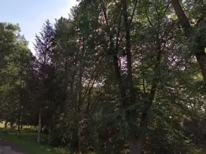 Prodej lesa, Lhotice, 1838 m2