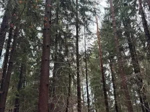 Prodej podílu lesa, Francova Lhota, 1929 m2