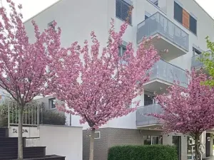 Pronájem bytu 2+kk, Praha - Hloubětín, Krylovecká, 55 m2