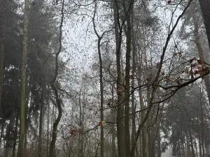 Prodej lesa, Milavče, 5759 m2