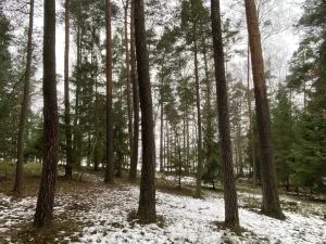 Prodej lesa, Veliny, 4517 m2