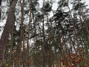 Prodej podílu lesa, Poříčany, 7349 m2