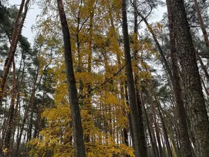 Prodej podílu lesa, Poříčany, 7349 m2