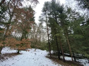 Prodej lesa, Veliny, 16002 m2