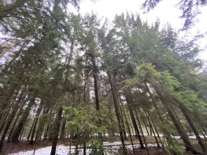 Prodej lesa, Veliny, 4431 m2