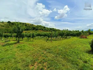 Prodej sadu/vinice, Pouzdřany, 1120 m2