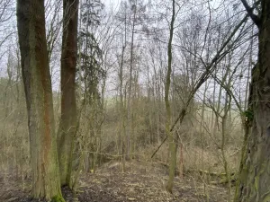 Prodej lesa, Městečko Trnávka - Lázy, 856 m2