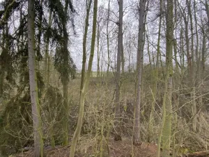 Prodej lesa, Městečko Trnávka - Lázy, 856 m2