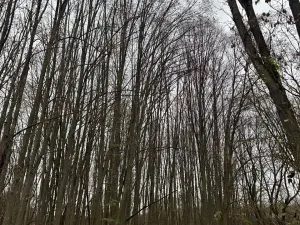 Prodej lesa, Čejkovice, 8895 m2