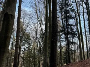 Prodej podílu lesa, Halenkov, 1840 m2