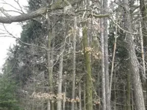 Prodej lesa, Ochoz, 1833 m2