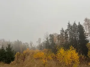 Prodej podílu lesa, Úboč, 4513 m2