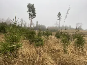 Prodej lesa, Městečko Trnávka - Lázy, 6313 m2