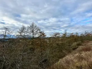 Prodej zahrady, Nové Strašecí, Sukova, 934 m2