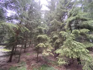 Prodej lesa, Městečko Trnávka - Lázy, 32904 m2