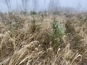 Prodej lesa, Městečko Trnávka - Lázy, 32904 m2