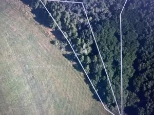 Prodej lesa, Čepřovice, 1644 m2