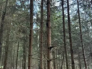 Prodej lesa, Poleň, 11901 m2