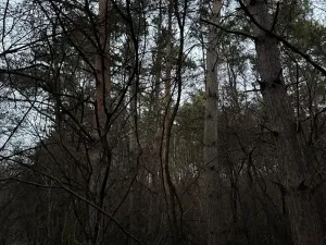 Prodej podílu lesa, Vinaře, 10883 m2