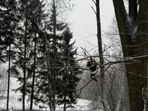 Prodej lesa, Velké Losiny, 7690 m2