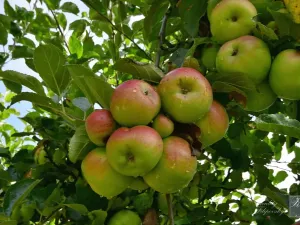 Prodej chaty, Chlumec, 11 m2